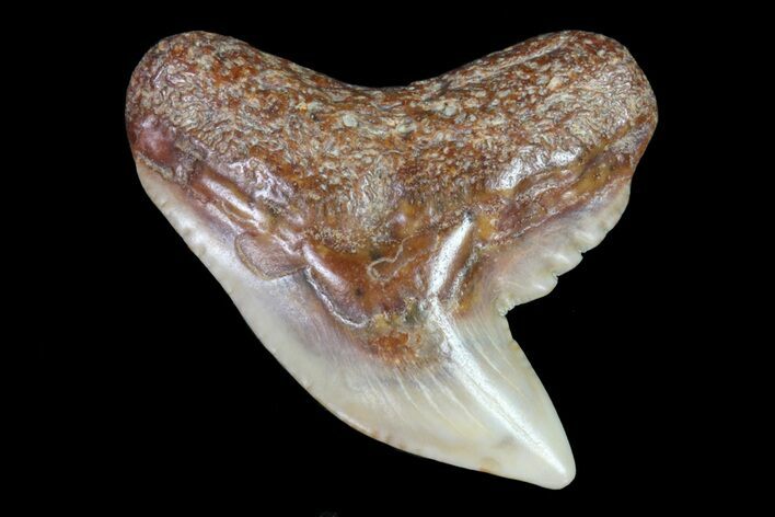 Colorful Fossil Tiger Shark (Galeocerdo) Tooth - Virginia #71140